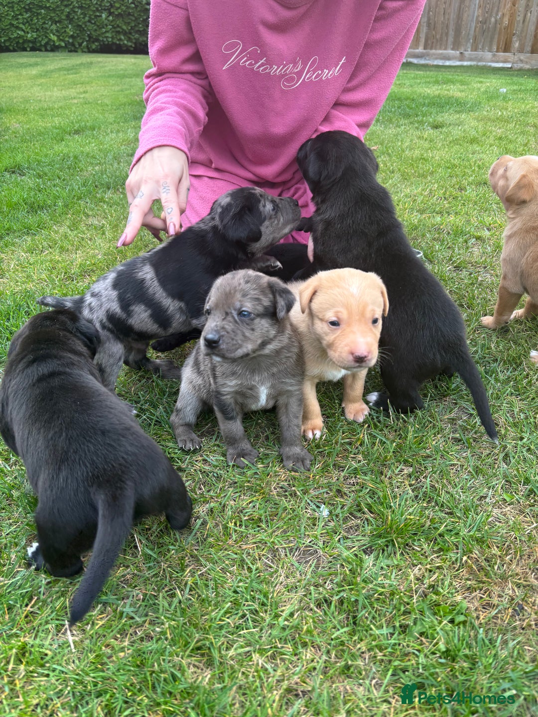 Mixed Breed dogs for sale: Puppies  - Image 10