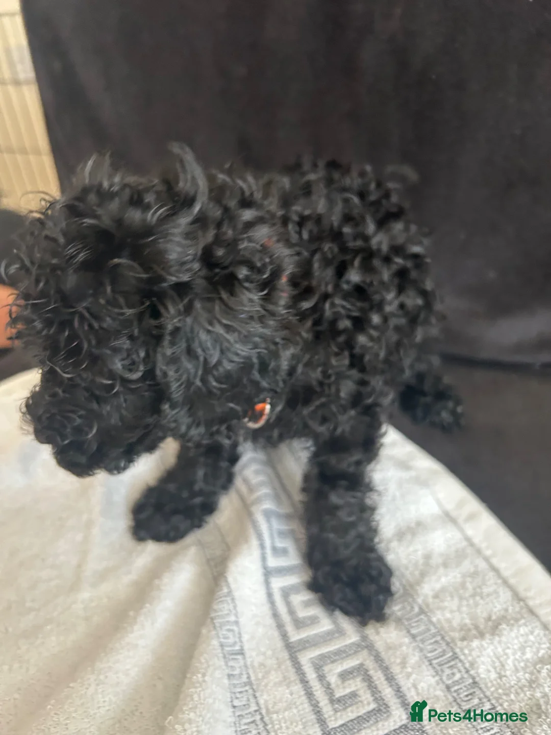 Cockapoo dogs for sale: 6 beautiful Cockapoo looking 4 their forever home  - Advert 6