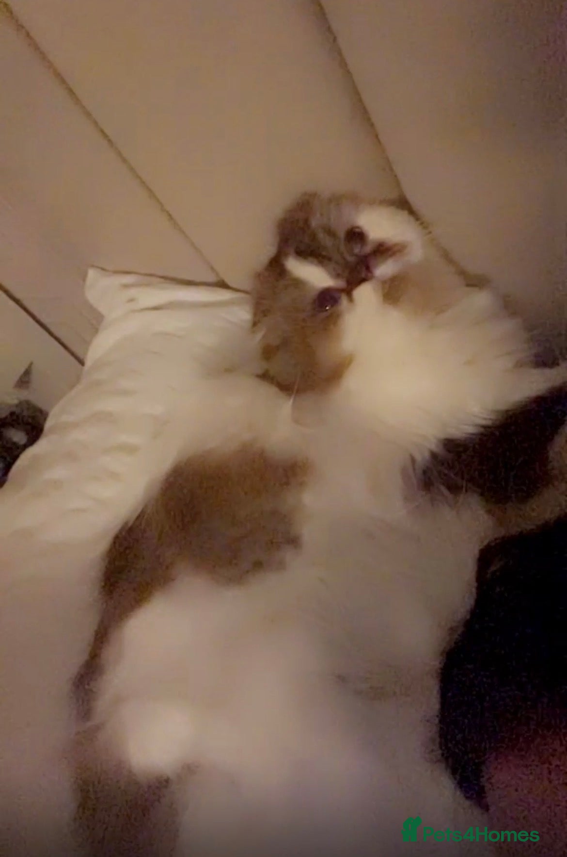 Scottish Fold cats Beautiful Scottish fold.   - Advert 5