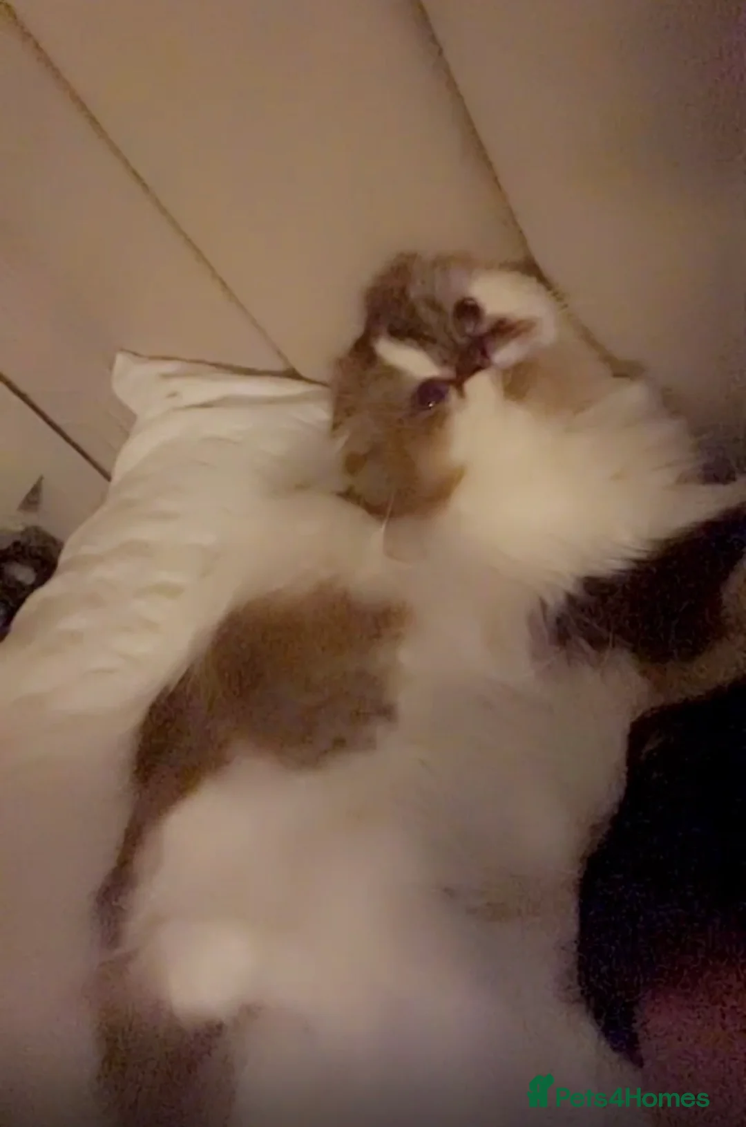 Scottish Fold cats for sale: Beautiful Scottish fold.   - Advert 1