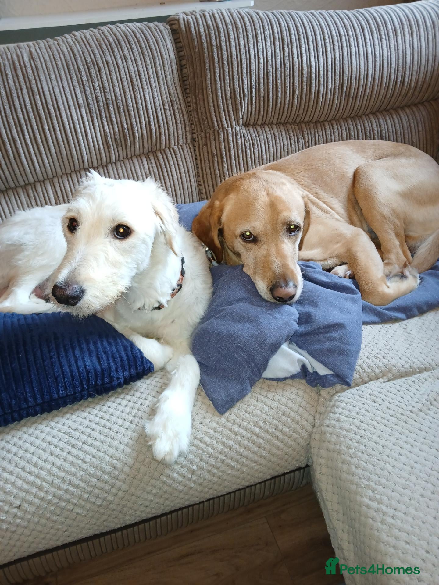 Labradoodle dogs for sale: ***LAST ONE*** Labrador Crosses - Advert 3