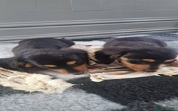 Miniature Dachshund dogs for sale: Miniature Dachshund puppies Longhaired & Smooth  - Image 6