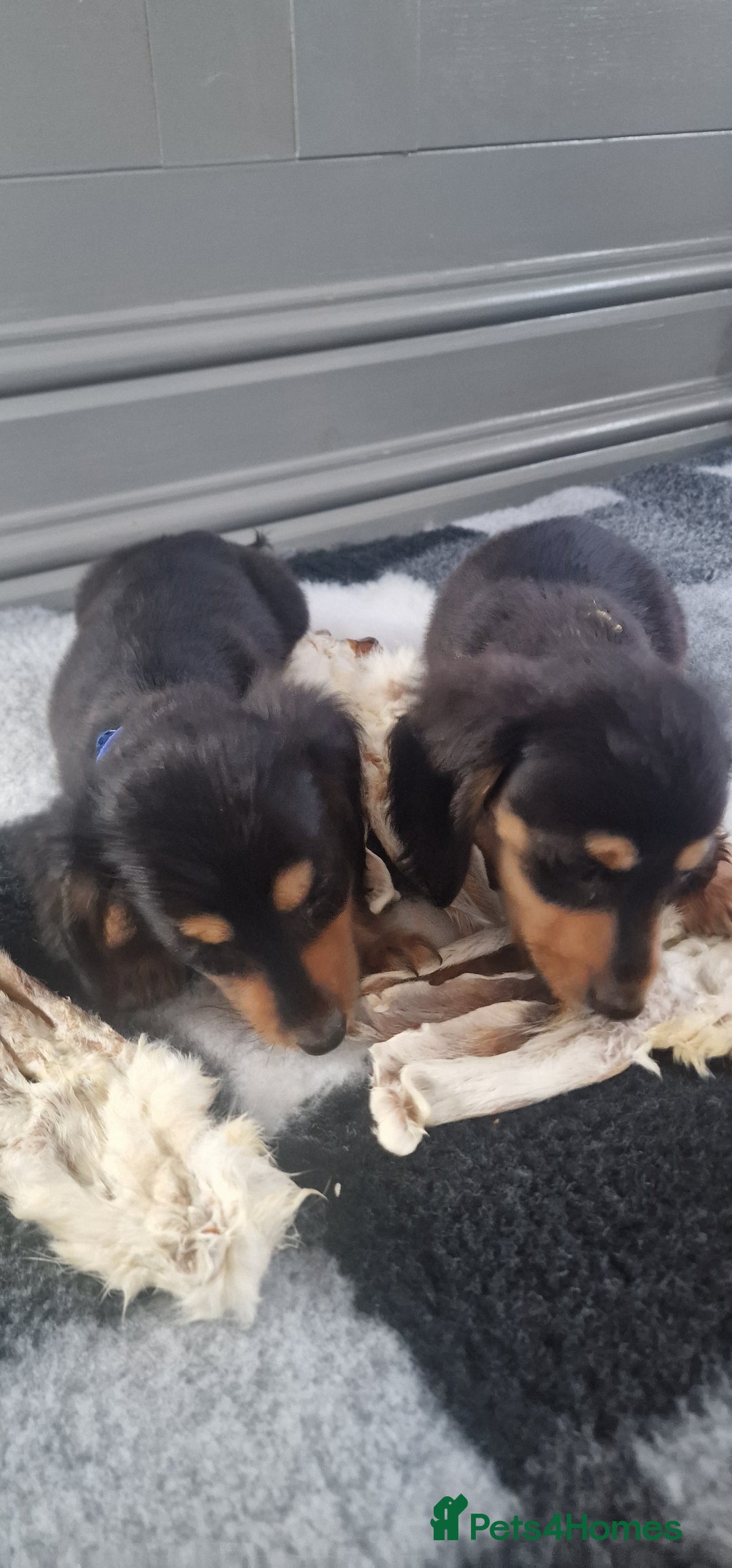Miniature Dachshund dogs for sale: Miniature Dachshund puppies Longhaired & Smooth  - Image 6