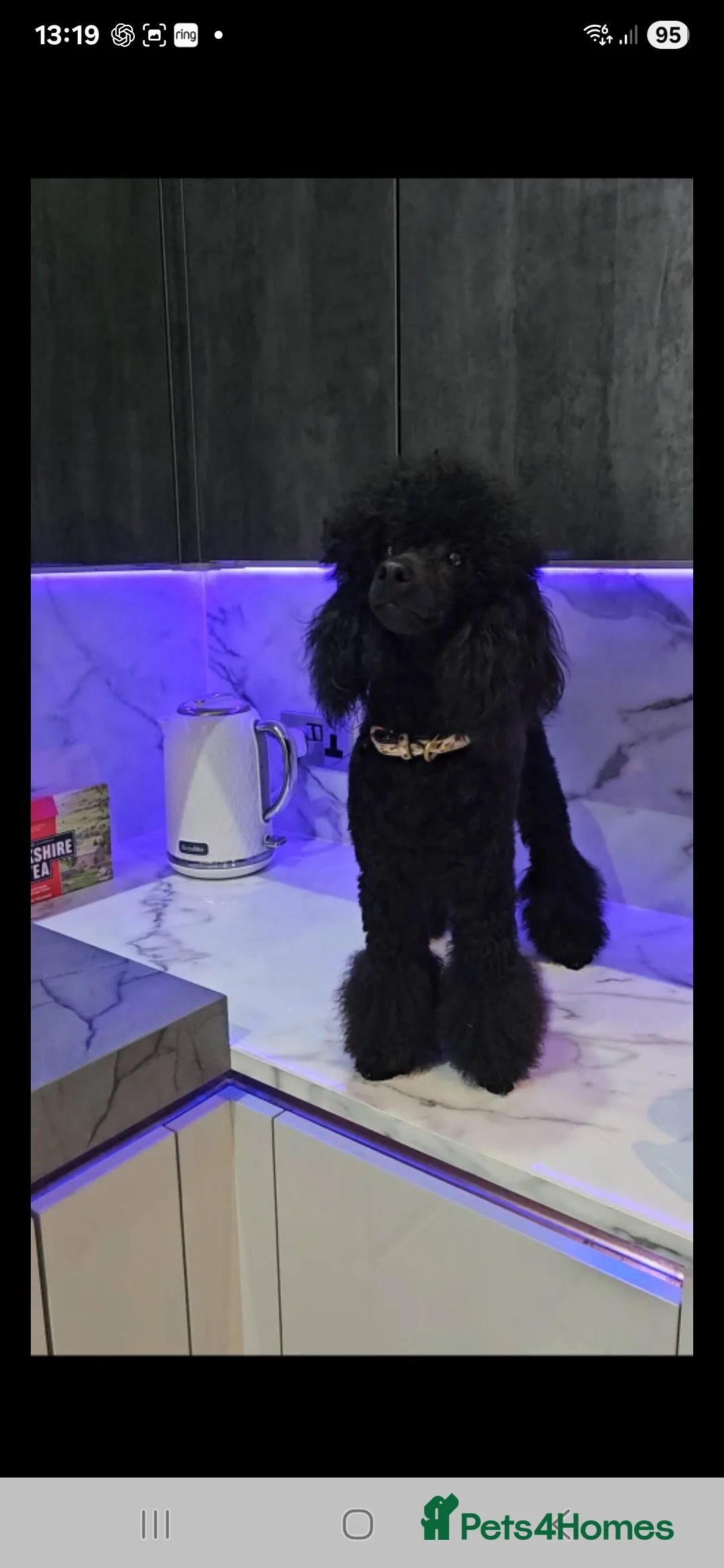 Toy Poodle dogs for stud: Toy poodle stud boy  in Blackburn - Advert 39
