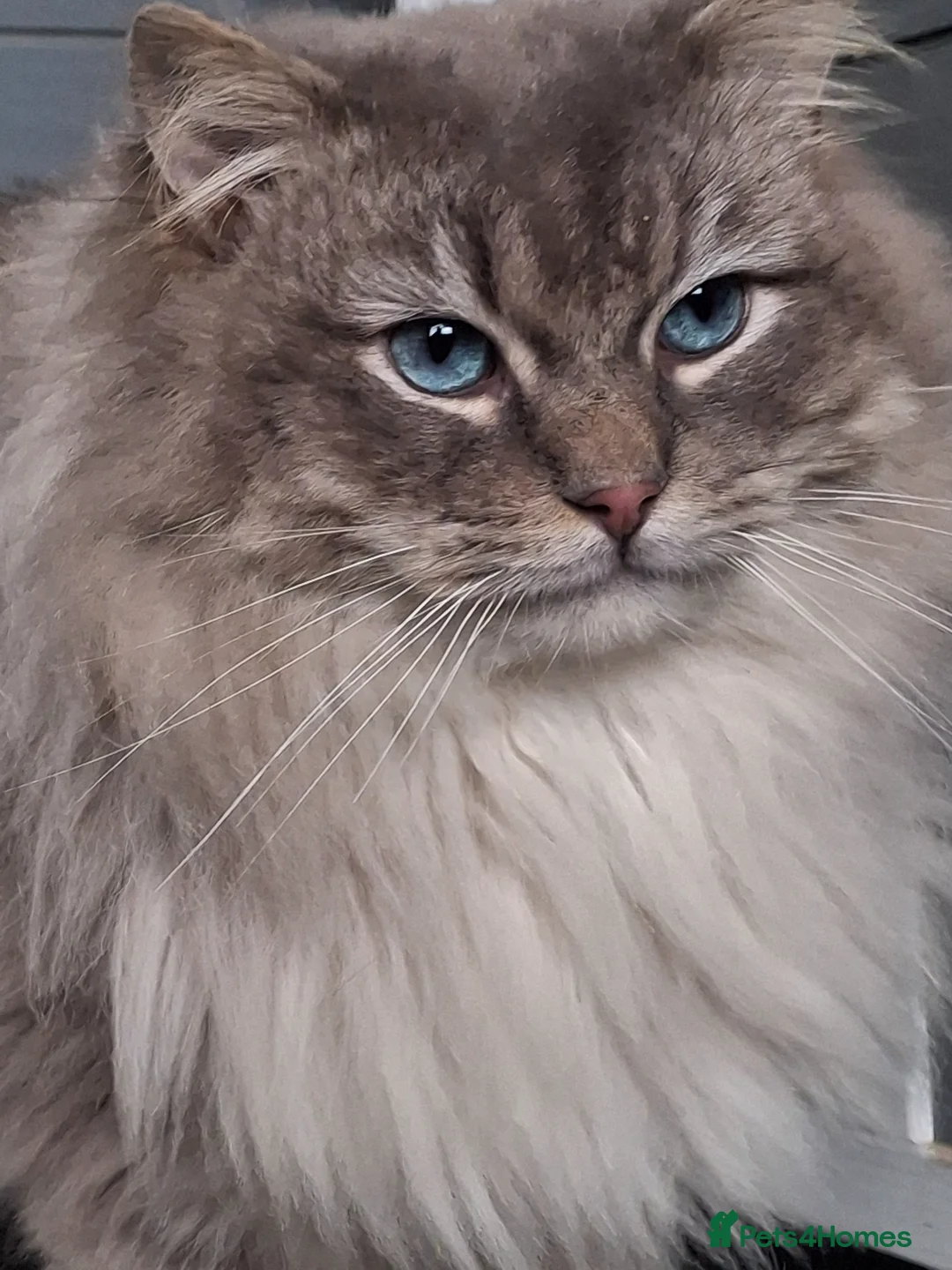 Ragdoll cats for stud: TICA Outstanding Blue Lynx mitted Ragdoll for STUD - Advert 2