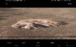Labrador Retriever dogs for sale: X2 male x3 bitch lab pups  - Image 17