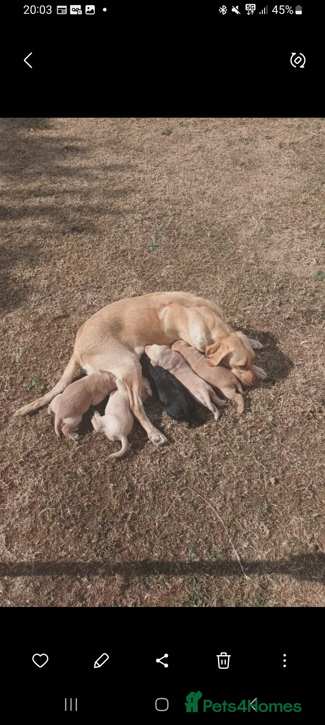 Labrador Retriever dogs for sale: X2 male x3 bitch lab pups  - Image 17