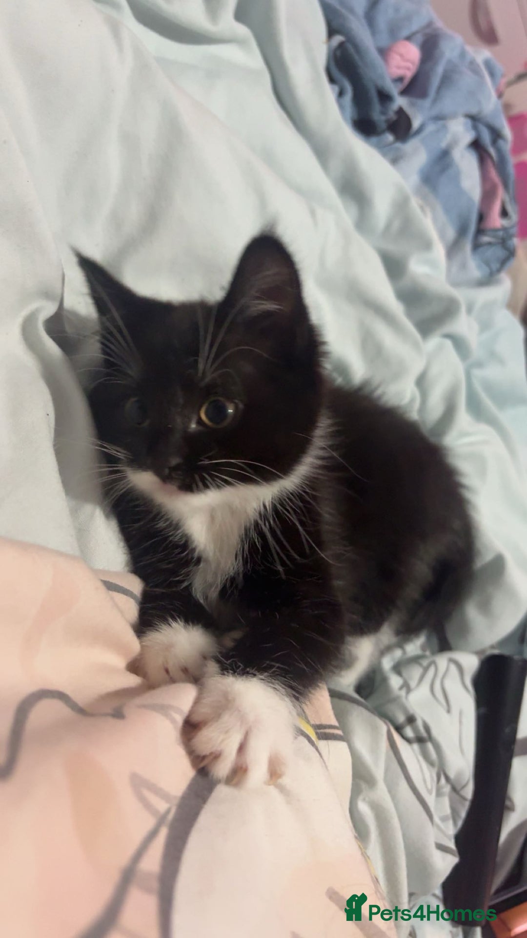 Ragdoll cats for sale: Black and white ragdoll cross  - Advert 5