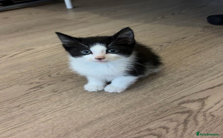 Mixed Breed cats - Advert 1