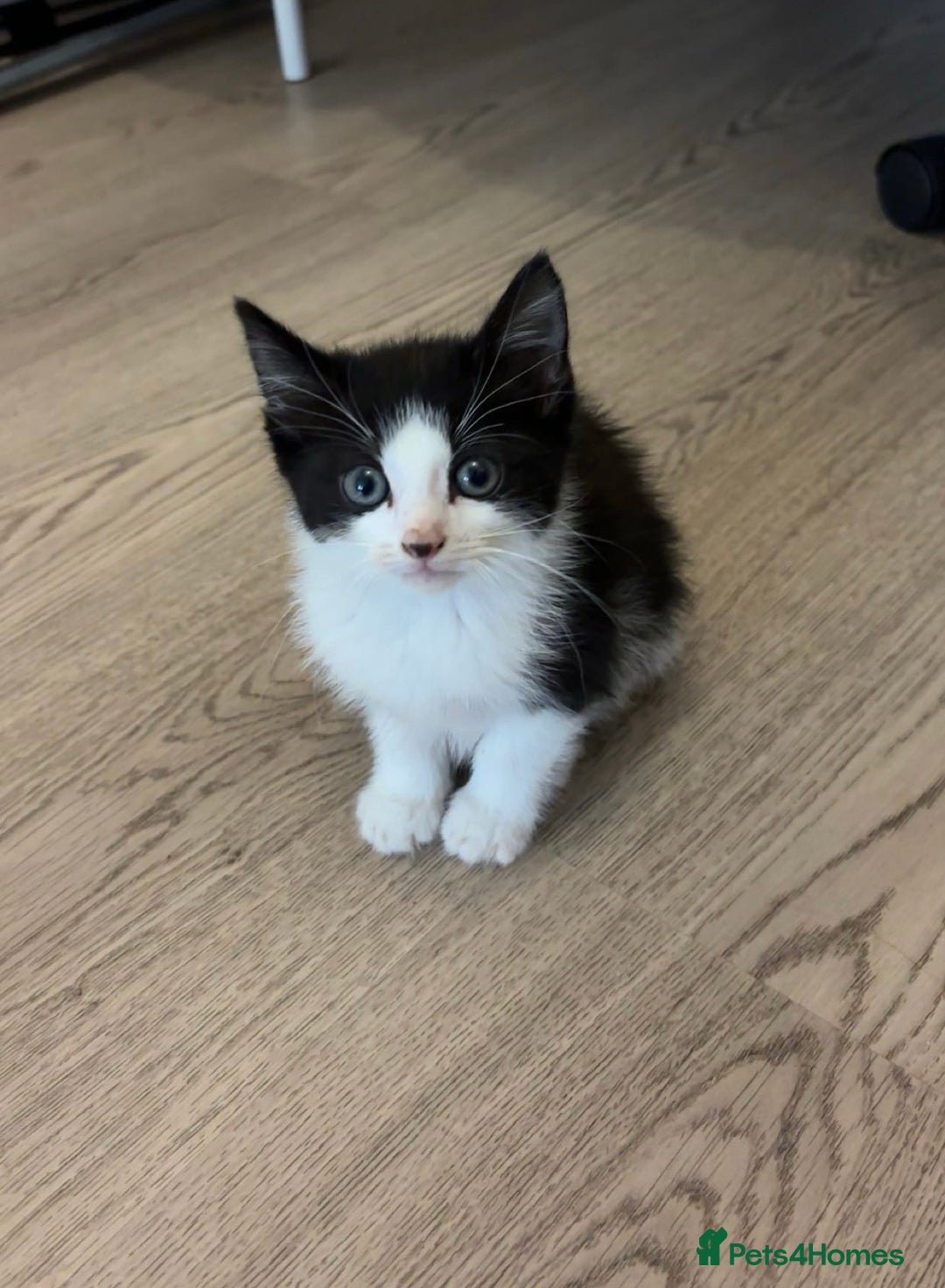 Mixed Breed cats for sale: 2 beautiful mixed breed kittens - Image 1
