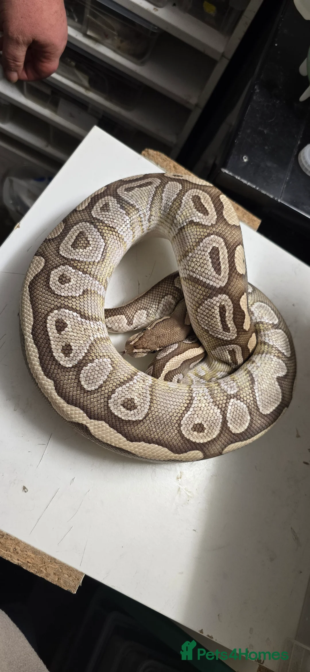 Python Snake reptiles for sale: Various Ball Pythons in Wellingborough - Advert 9