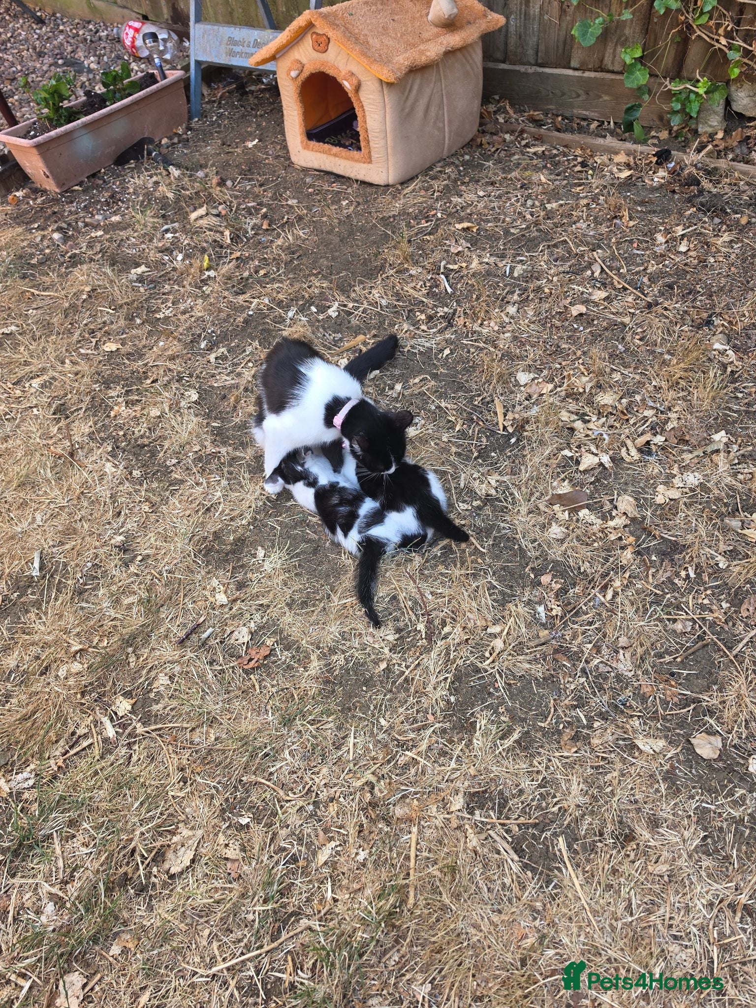 European cats  Two adorable kittens looking for a loving home!  - Advert 1