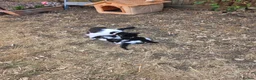 European cats for sale:  Two adorable kittens looking for a loving home!  - Advert 1