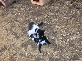 European cats Two adorable kittens looking for a loving home! - Advert 1