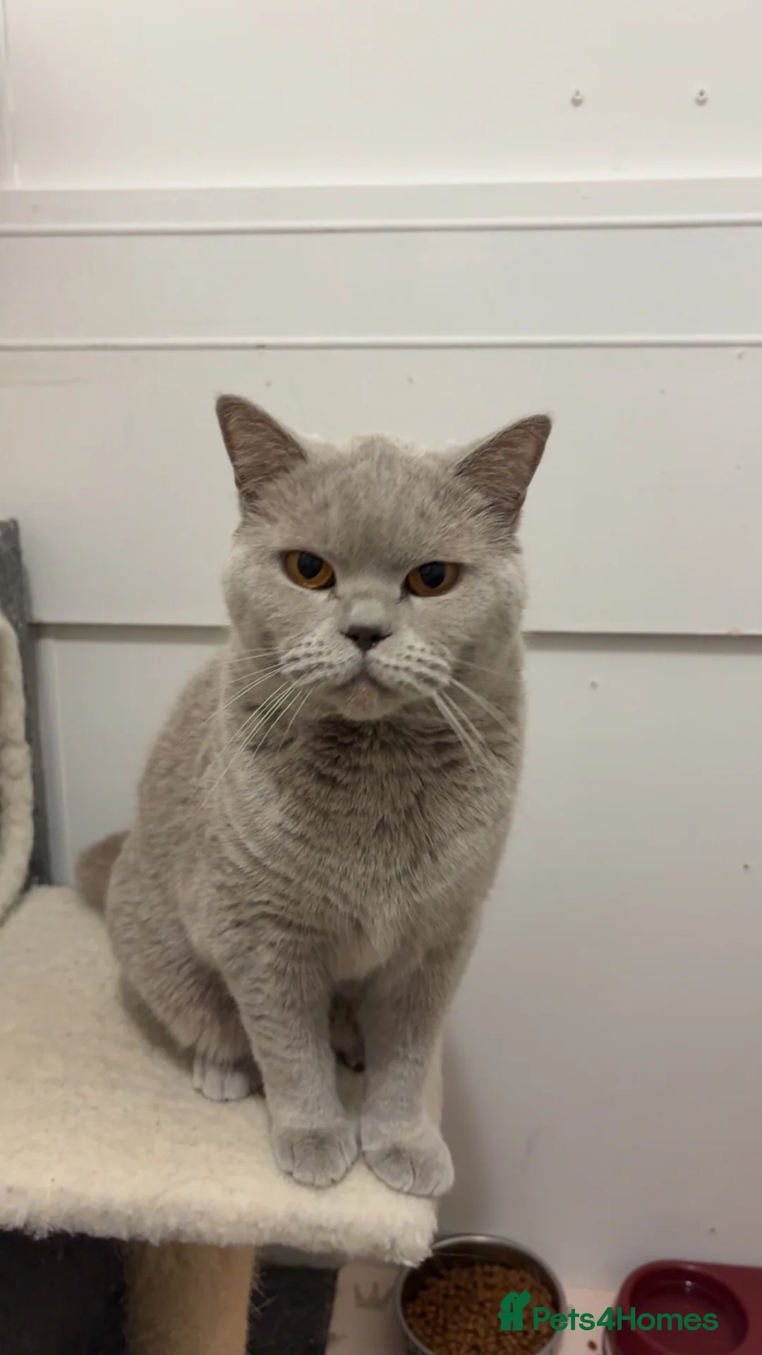 British Shorthair cats for sale: British shorthair  - Advert 3