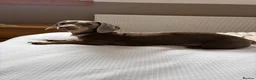 Miniature Dachshund dogs for sale: Miniature Dachshund  - Advert 3
