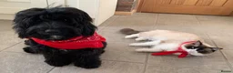 Cockapoo dogs for sale: Beautiful F1xF2 Cockapoo Puppies-Loving home £1400 in Colyton - Advert 11