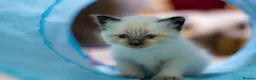 Ragdoll cats for sale: Adorable, Purebred GCCF Registered Ragdoll Kittens in London - Advert 27