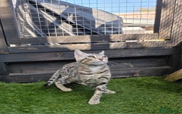 Bengal cats for sale:  Outstanding Quality Bengal kittens ready to leave - Image 37