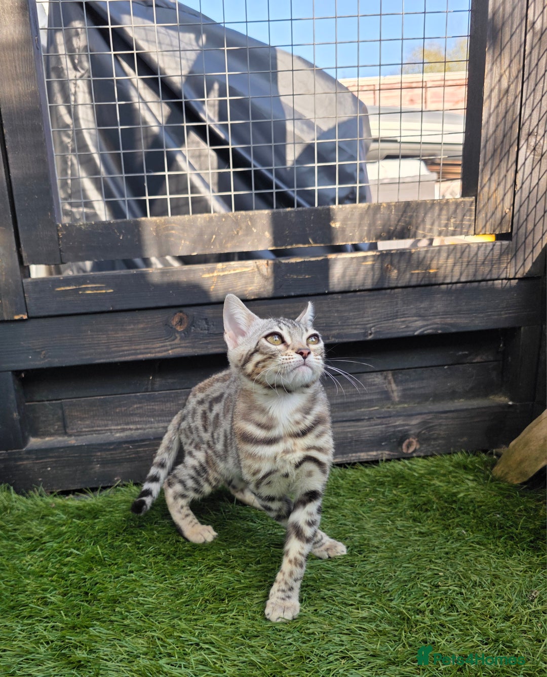 Bengal cats for sale:  Outstanding Quality Bengal kittens ready to leave - Image 37