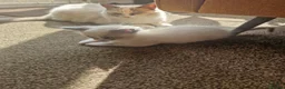 Ragdoll cats for sale: Ragdoll kitten  in Mexborough - Advert 2