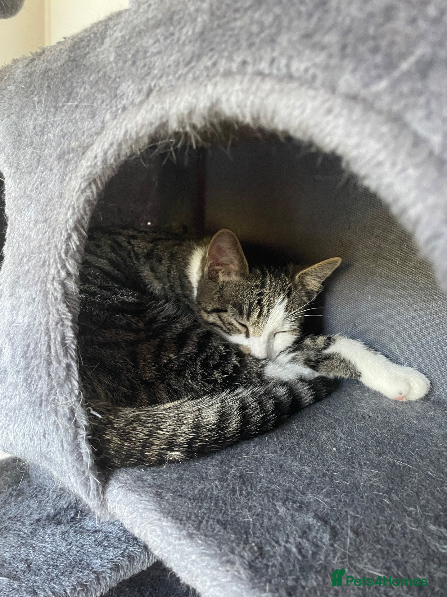 Mixed Breed cats Tabby Cat - Advert 3