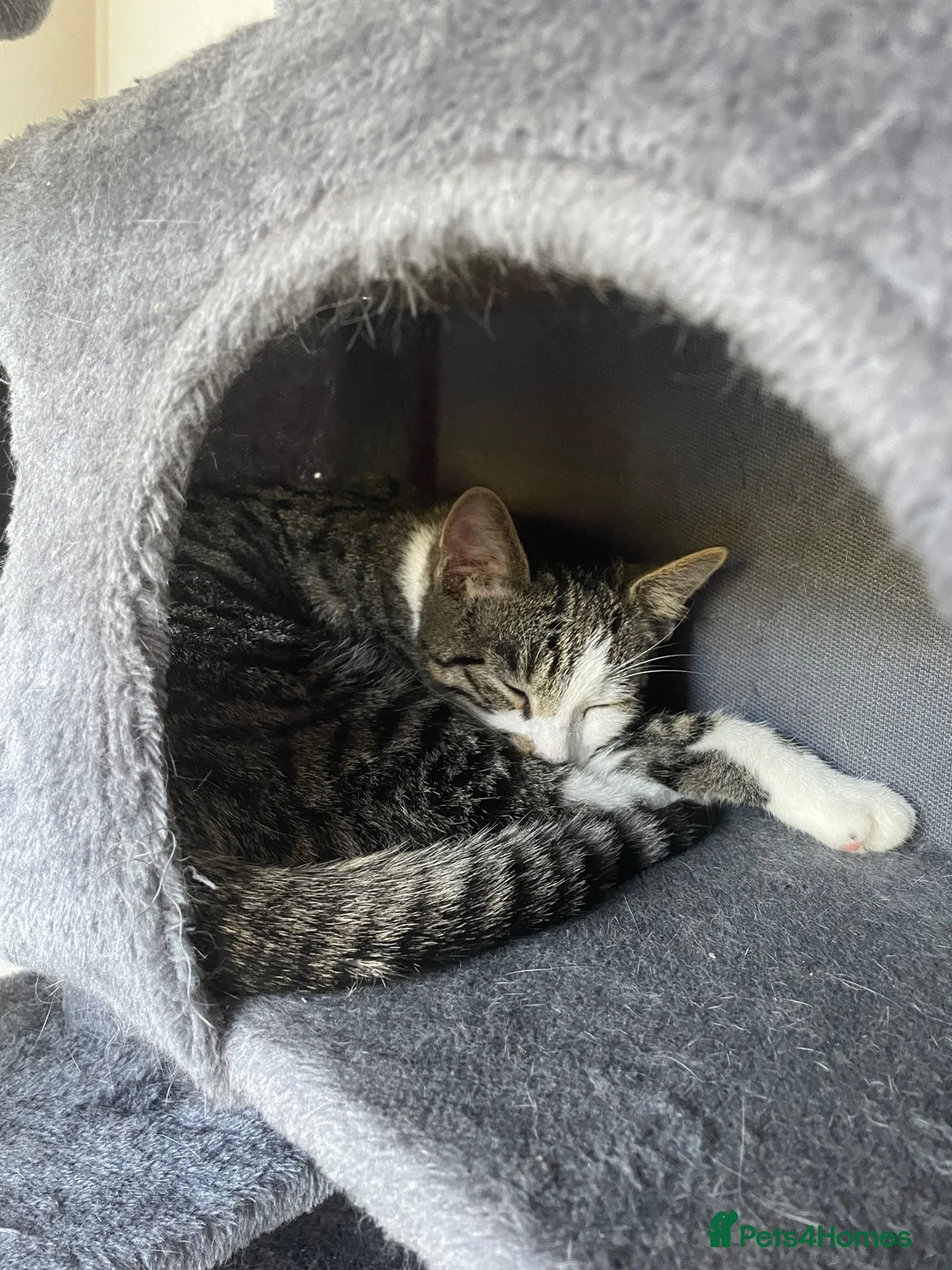 Mixed Breed cats for sale: Tabby Cat in Coulsdon - Advert 1