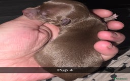 Chihuahua dogs for sale: 4 chihuahua girls - Advert 12