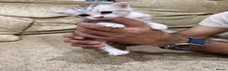 Scottish Fold cats for sale: 🐾 Scottish Fold Kittens | Reserve Now 🐾 in London - Advert 4
