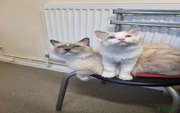 Ragdoll cats for sale: Ragdoll kittens  - Image 8