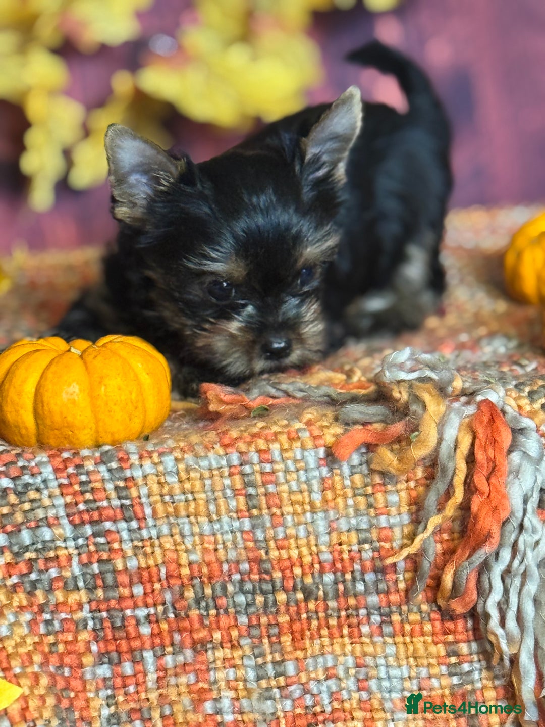 Yorkshire Terrier dogs for sale: ‼️READY🐾 KC Reg Pedigree Yorkshire Terrier Pups - Advert 3