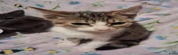 Mixed Breed cats for sale: Beautiful Kittens for sale in Mansfield - Advert 2