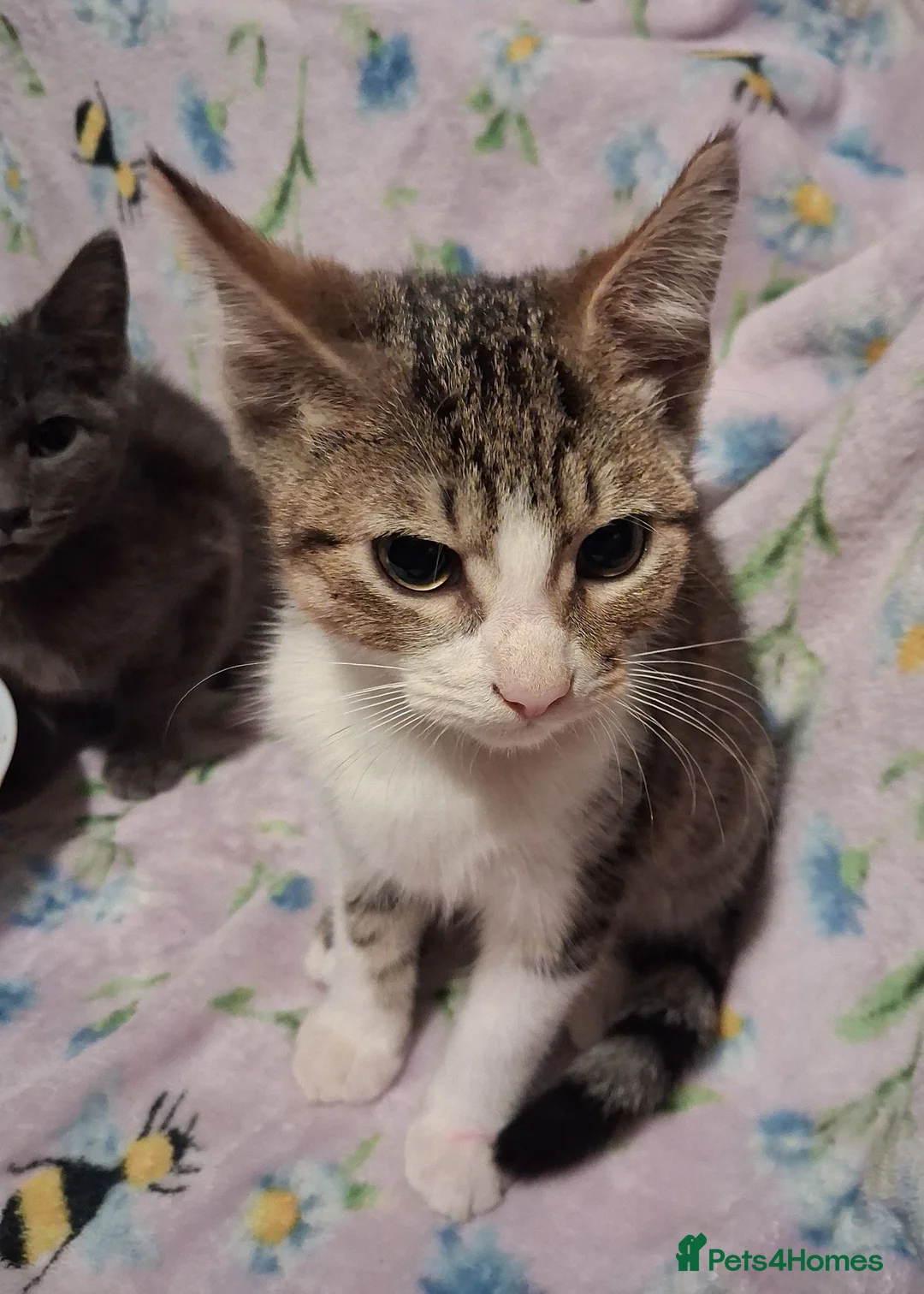 Mixed Breed cats for sale: Beautiful Kittens for sale in Mansfield - Advert 2