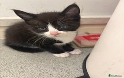 Mixed Breed cats for sale: Maine coon/moggy - Image 1