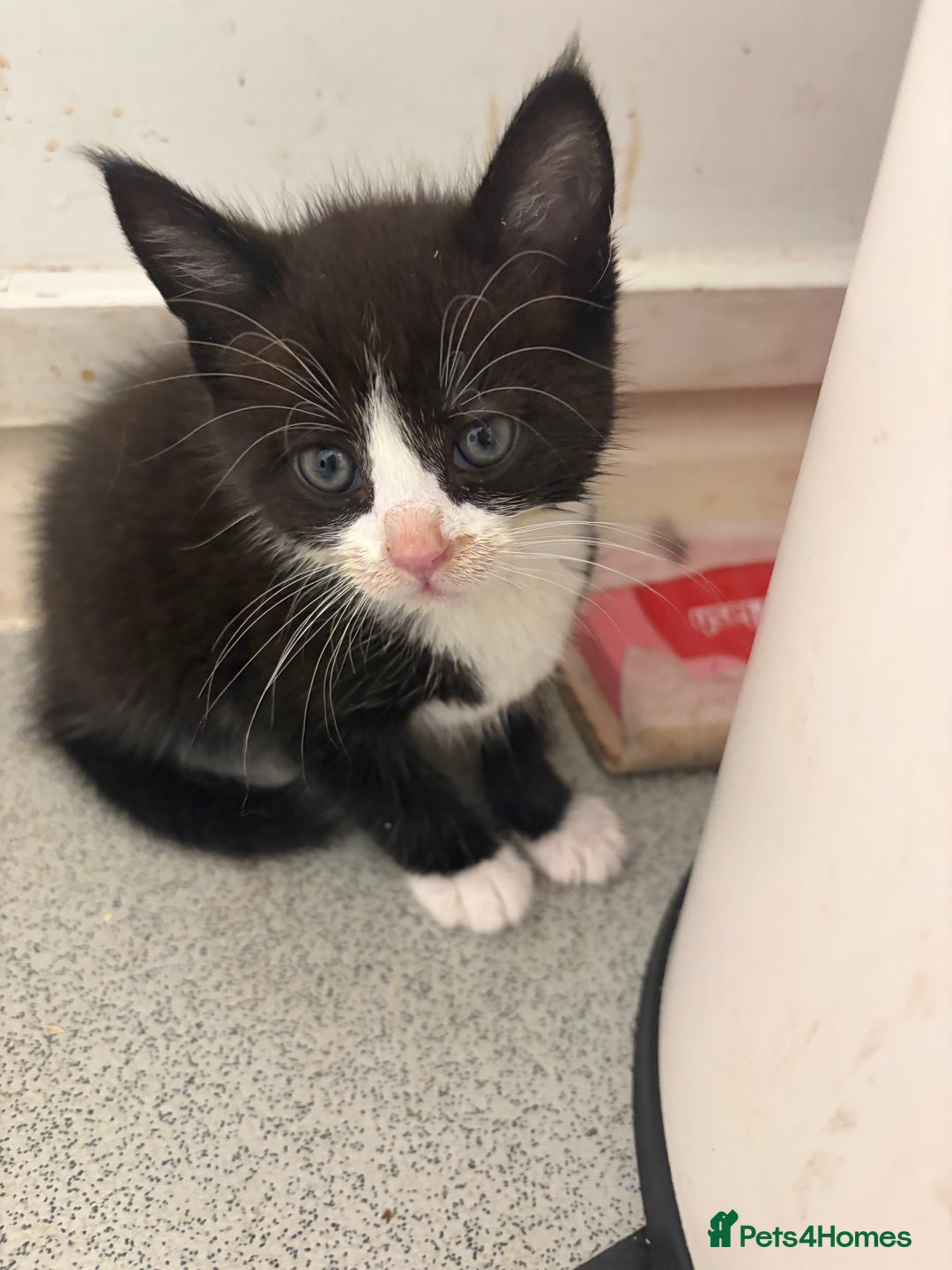 Mixed Breed cats for sale: Maine coon/moggy - Image 1