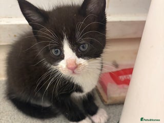 Mixed Breed cats - Advert 4