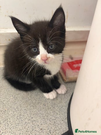 Mixed Breed cats - Advert 4