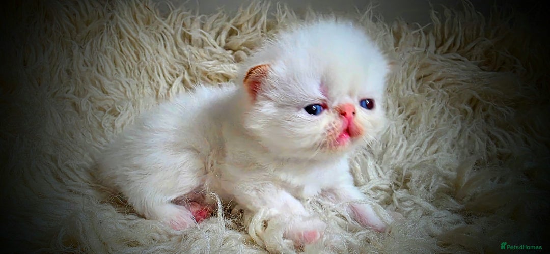 Persian cats for sale: Beautiful and Rare Purebred Persian Kittens - Image 19