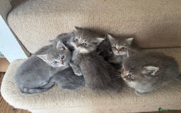 Ragdoll cats for sale: Fluffy Gorgeous Ragdoll Cross Kittens - Image 13