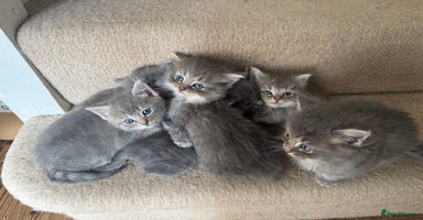 Ragdoll cats - Advert 7