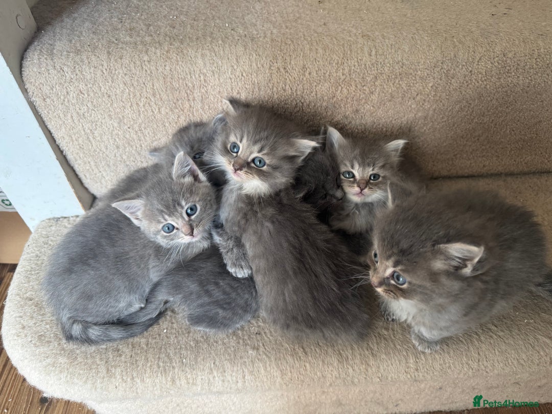 Ragdoll cats for sale: Fluffy Gorgeous Ragdoll Cross Kittens - Image 13