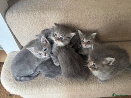 Ragdoll cats - Advert 11