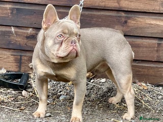 French Bulldog dogs New shade & Tan carrying L4 fluffy in Kings Langley - Advert 3