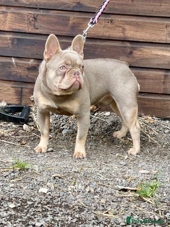 French Bulldog dogs for stud in Kings Langley - Advert 3