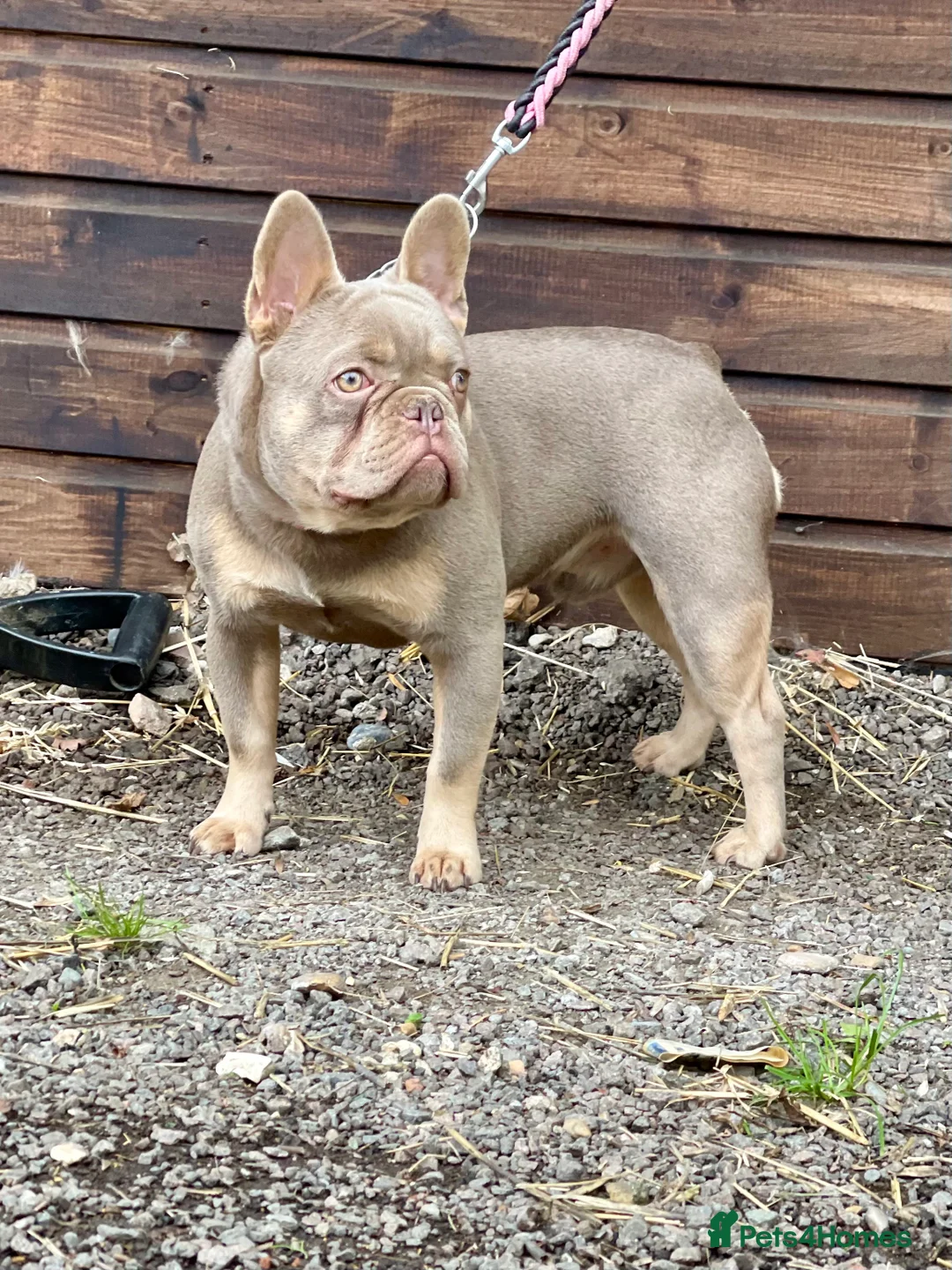 French Bulldog dogs for stud: New shade & Tan carrying L4 fluffy in Kings Langley - Advert 1