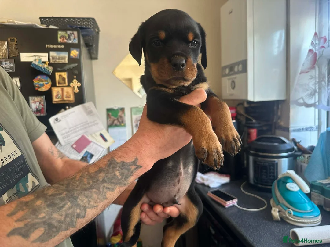Rottweiler dogs for sale: 2 Beautiful and Playful Rottweiler puppies  - Advert 1