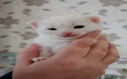 Mixed Breed cats for sale: Scottish straight cross kittens - Image 15