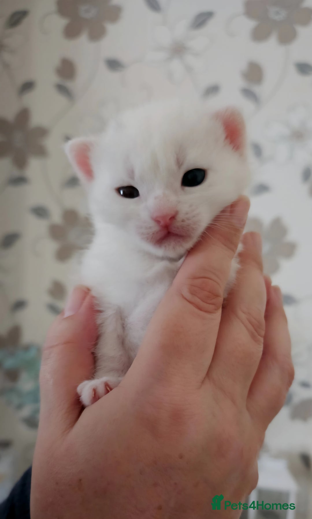 Mixed Breed cats for sale: Scottish straight cross kittens - Image 15