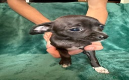Chihuahua dogs for sale: Chihuahua X Puppies - Image 3