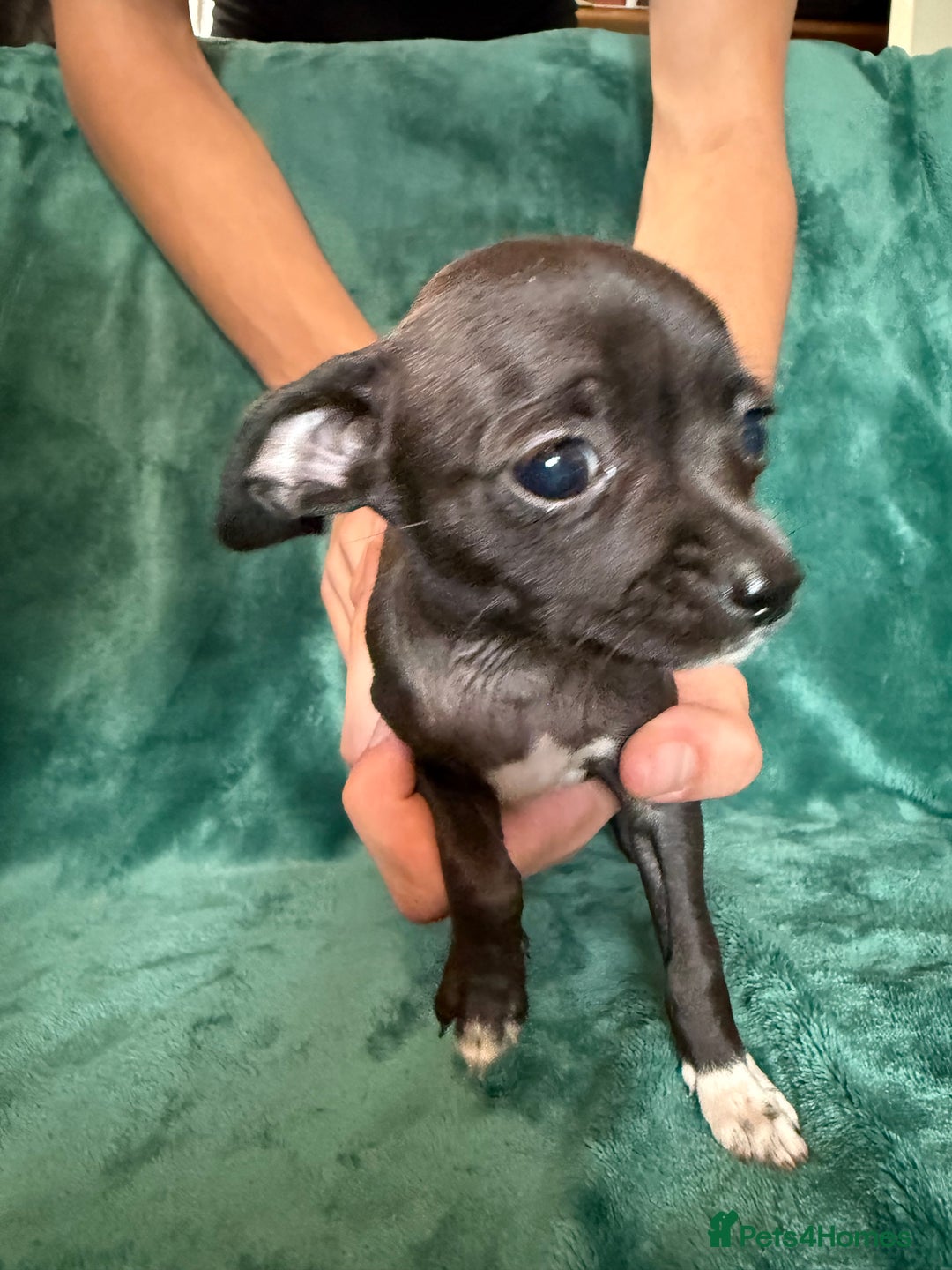 Chihuahua dogs for sale: Chihuahua X Puppies - Image 3